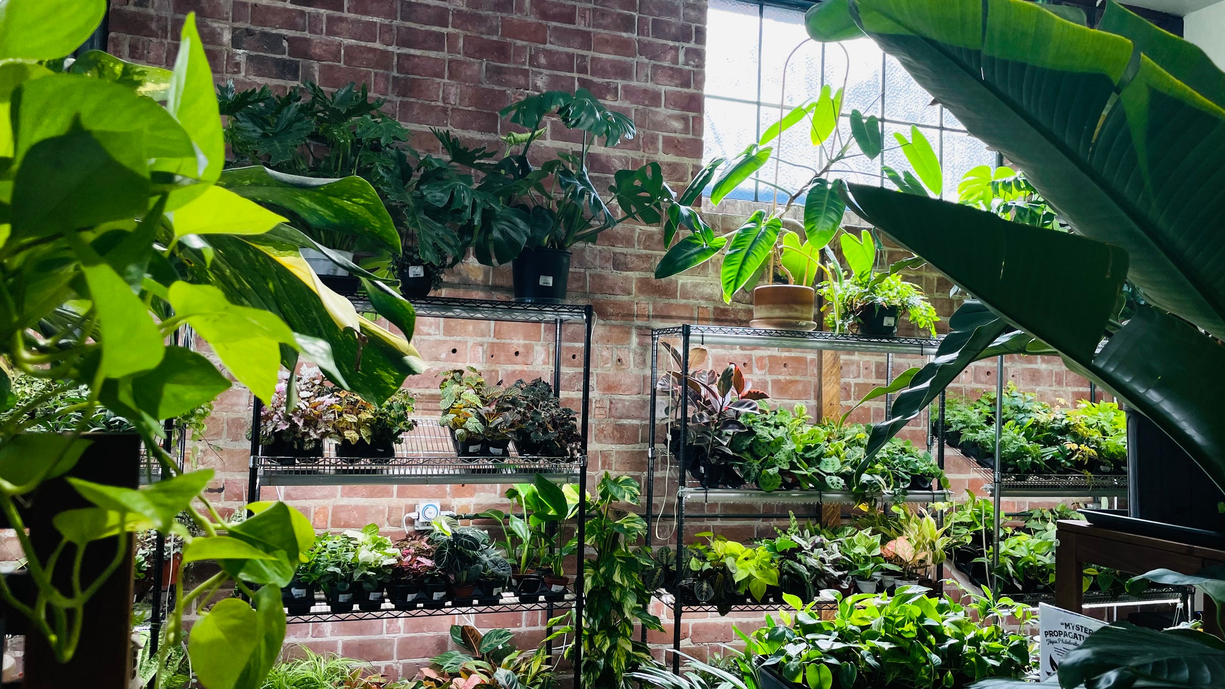 Discover our Upstairs! Houseplants, Homestead supplies, Gifts and More! -  Eastside Urban Farm and Garden Discover our Upstairs! Houseplants,  Homestead Supplies, Gifts and More